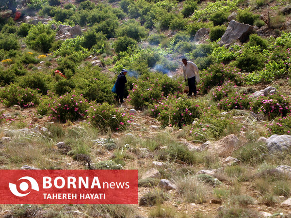 شهرستان داراب ، روستای لایرنگان ، دشت دیمی گل محمدی جهان ، جشنواره گل و گلاب،
