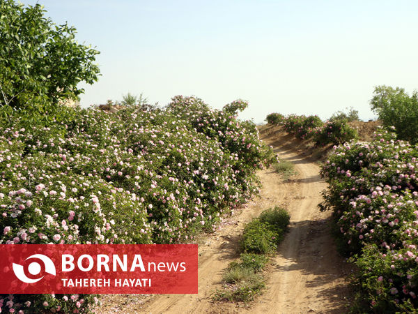 شهرستان داراب ، روستای لایرنگان ، دشت دیمی گل محمدی جهان ، جشنواره گل و گلاب،