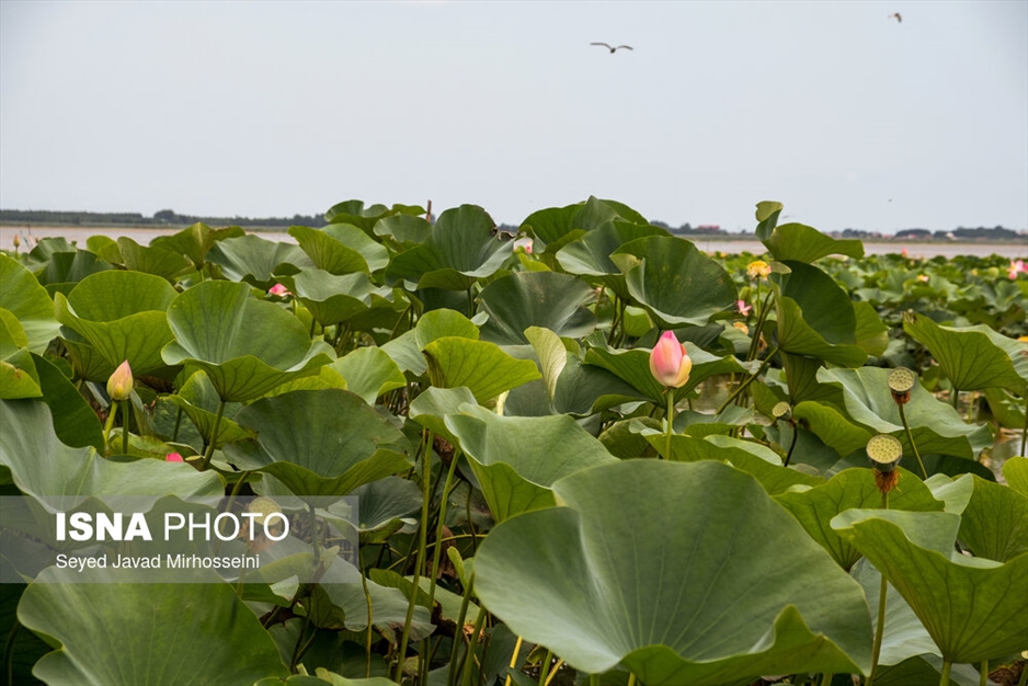 آبکنار، تالابی در حاشیه تالاب انزلی