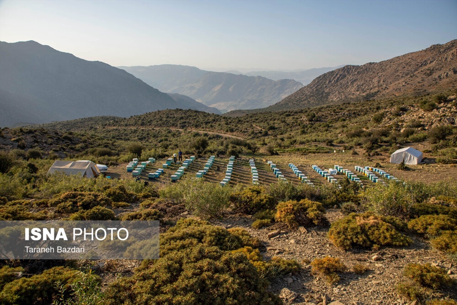 پرورش زنبور عسل