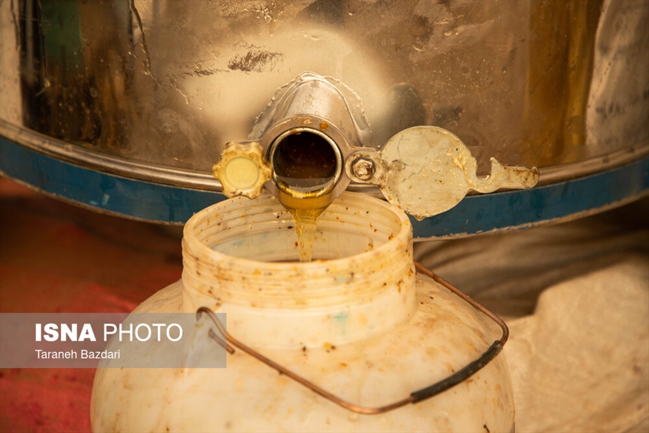 پرورش زنبور عسل