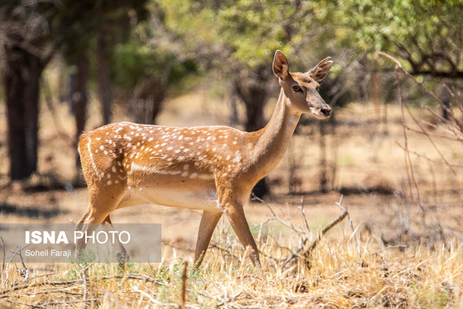 سایت تکثیر و پرورش گوزن زرد ایرانی در ارومیه