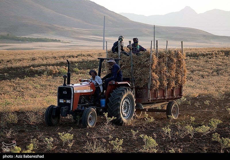 برداشت نخود در شهرستان دلفان - لرستان