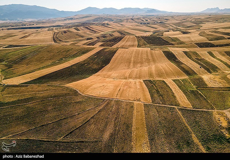 برداشت نخود در شهرستان دلفان - لرستان
