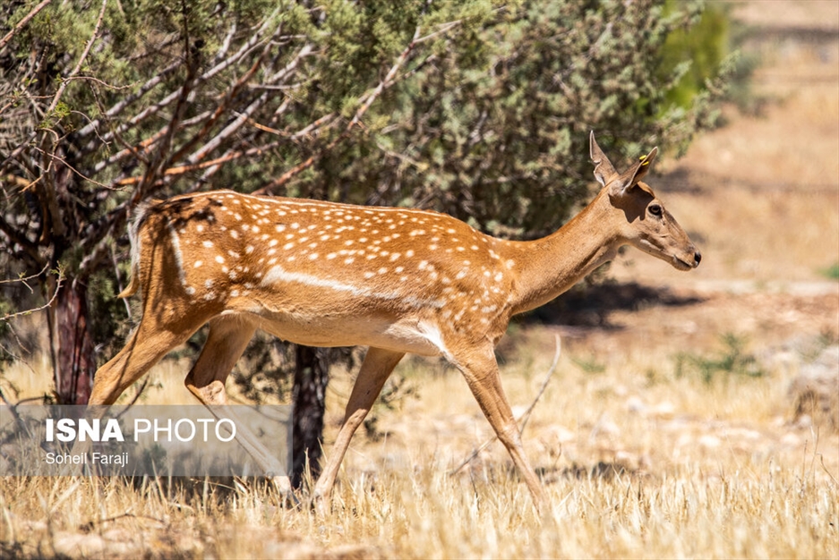 سایت تکثیر و پرورش گوزن زرد ایرانی در ارومیه