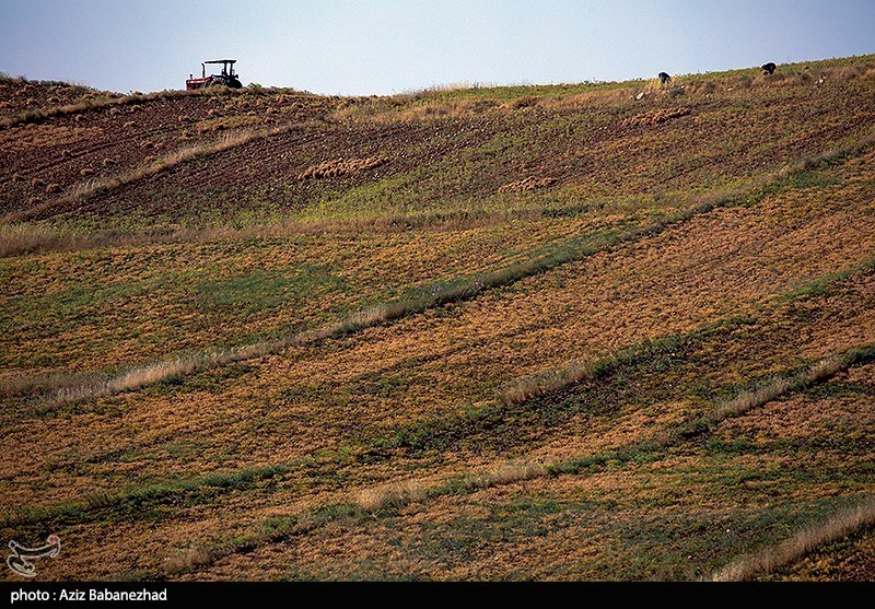 برداشت نخود در شهرستان دلفان - لرستان