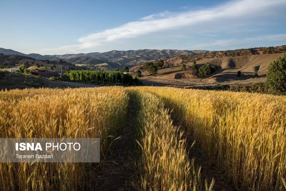 پرورش زنبور عسل