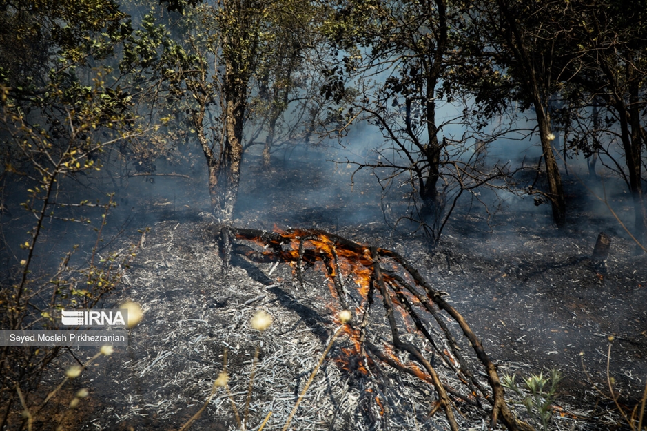 آتش سوزی جنگلهای بلوط زاگرس