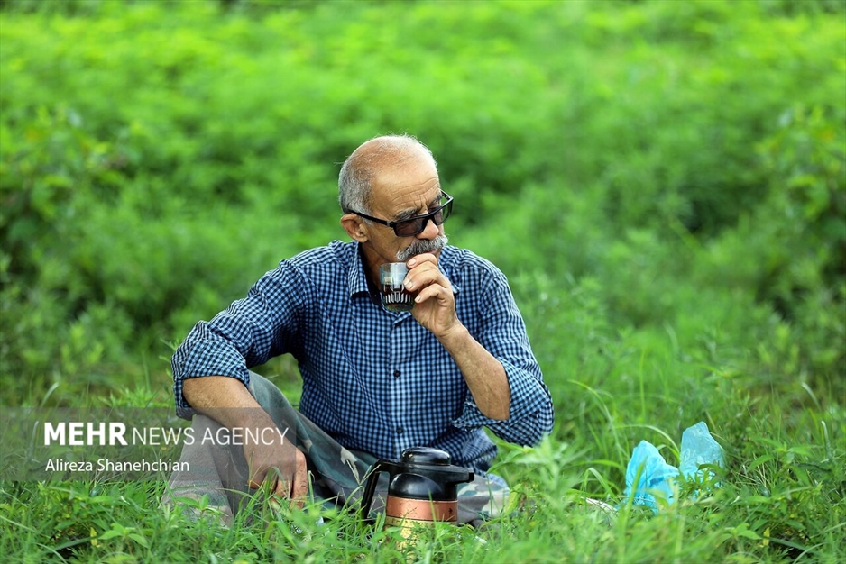 برداشت چین سوم برگ سبز چای از باغات گیلان