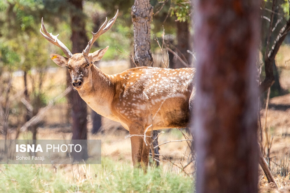 سایت تکثیر و پرورش گوزن زرد ایرانی در ارومیه