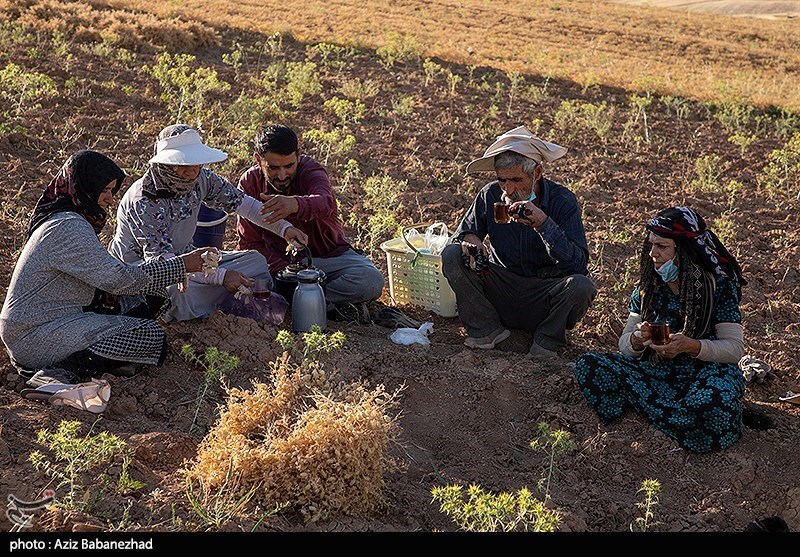برداشت نخود در شهرستان دلفان - لرستان