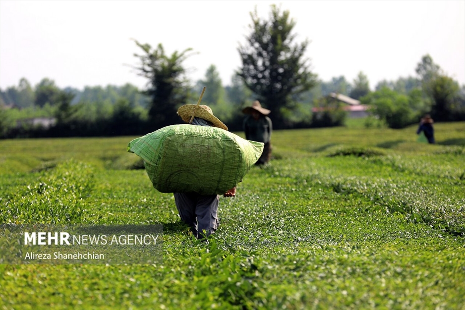 برداشت چین سوم برگ سبز چای از باغات گیلان