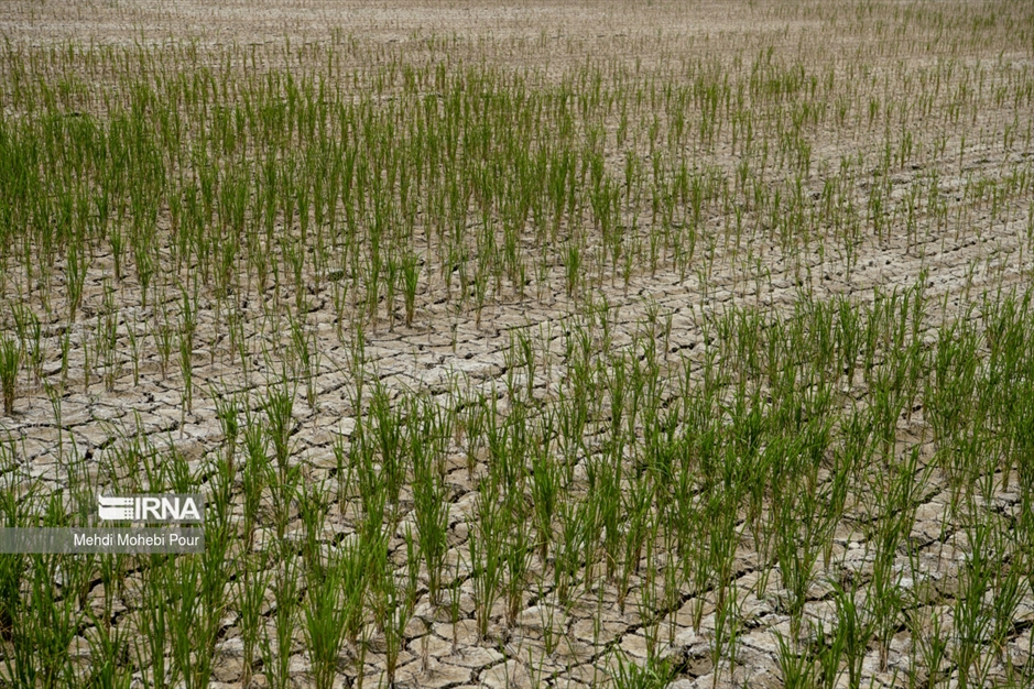 آخر این قصه بیابان است...