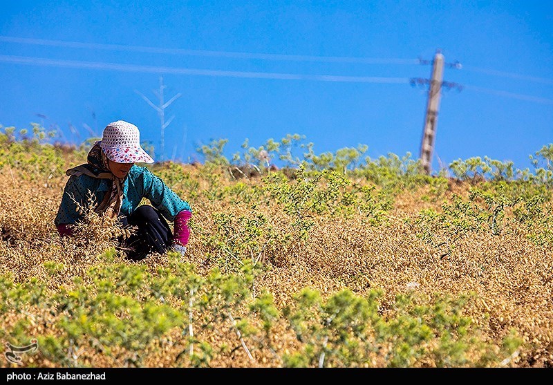 برداشت نخود در شهرستان دلفان - لرستان