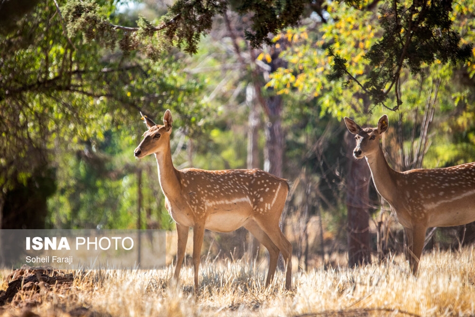 سایت تکثیر و پرورش گوزن زرد ایرانی در ارومیه