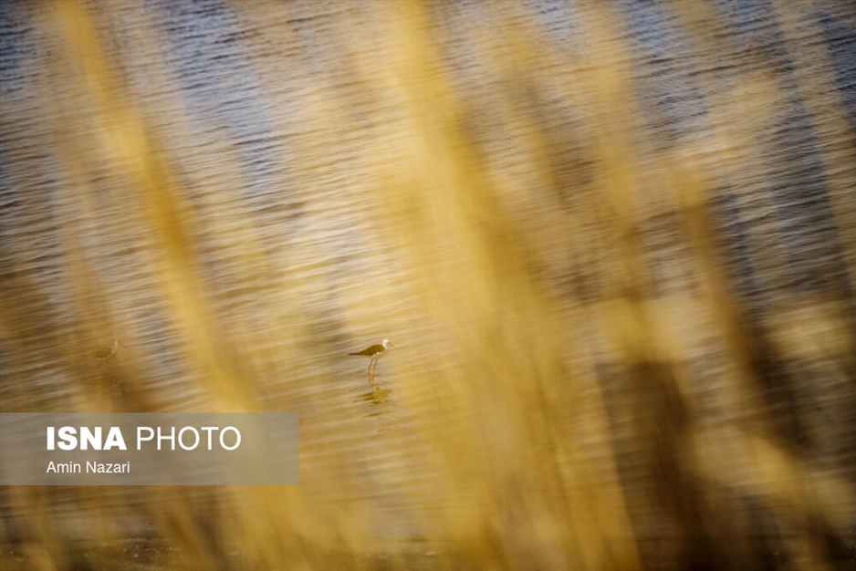 مرگ تدریجی هورالعظیم