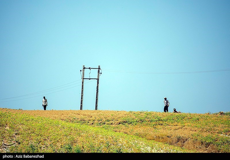 برداشت نخود در شهرستان دلفان - لرستان