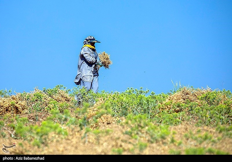 برداشت نخود در شهرستان دلفان - لرستان