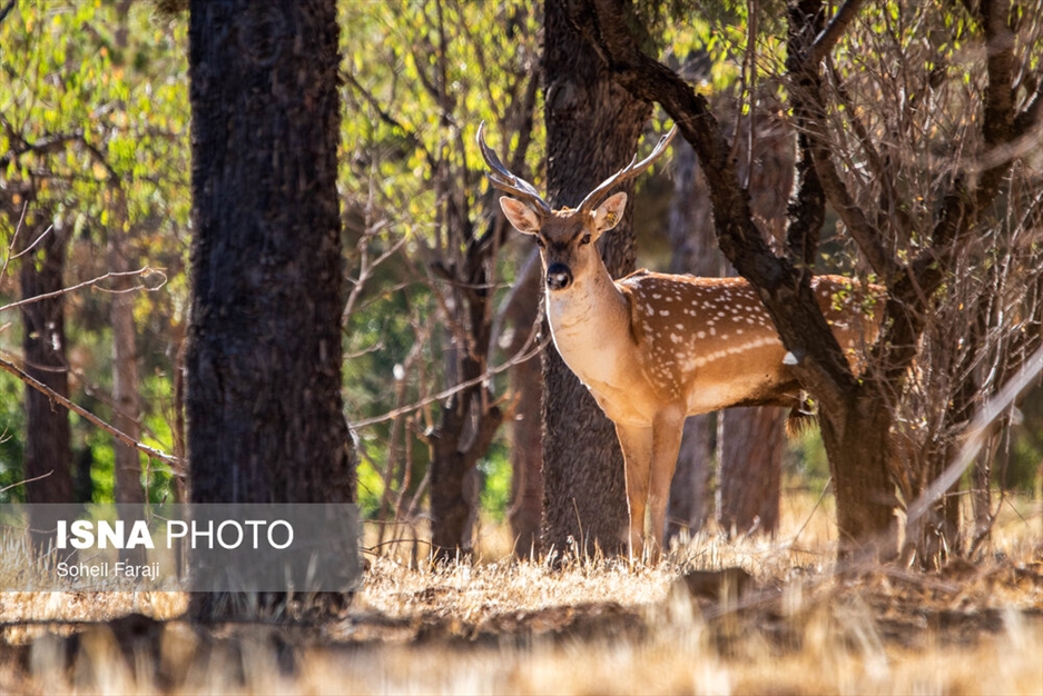 سایت تکثیر و پرورش گوزن زرد ایرانی در ارومیه