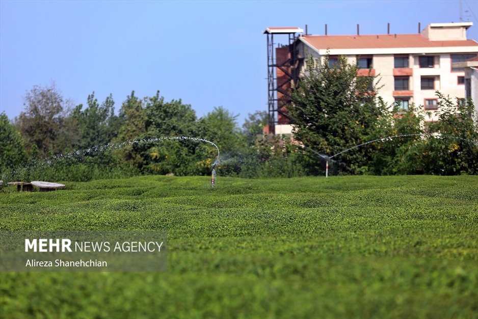 برداشت چین سوم برگ سبز چای از باغات گیلان