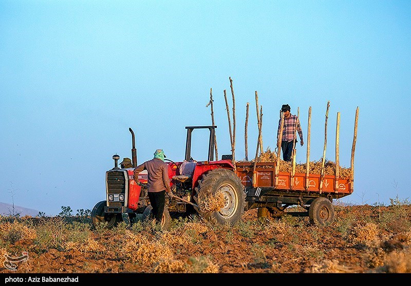 برداشت نخود در شهرستان دلفان - لرستان