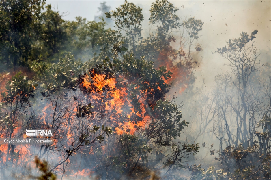 آتش سوزی جنگلهای بلوط زاگرس