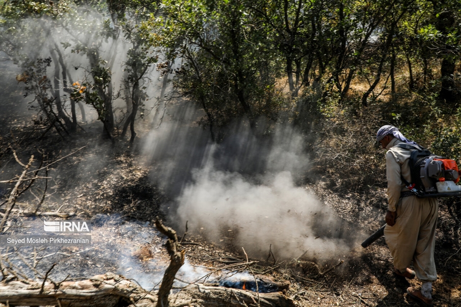 آتش سوزی جنگلهای بلوط زاگرس