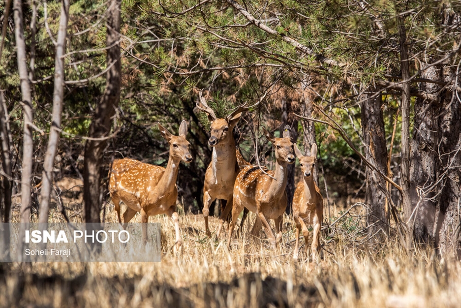 سایت تکثیر و پرورش گوزن زرد ایرانی در ارومیه