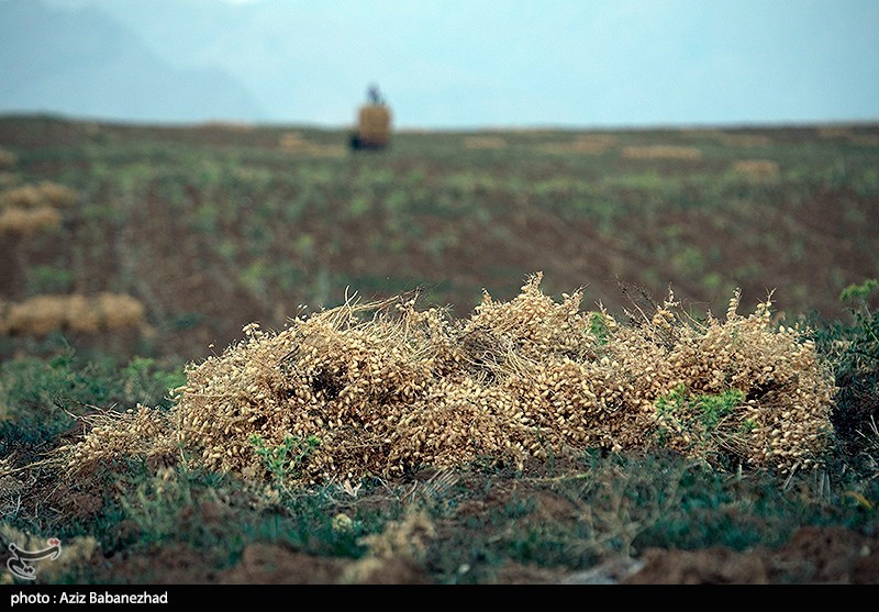 برداشت نخود در شهرستان دلفان - لرستان