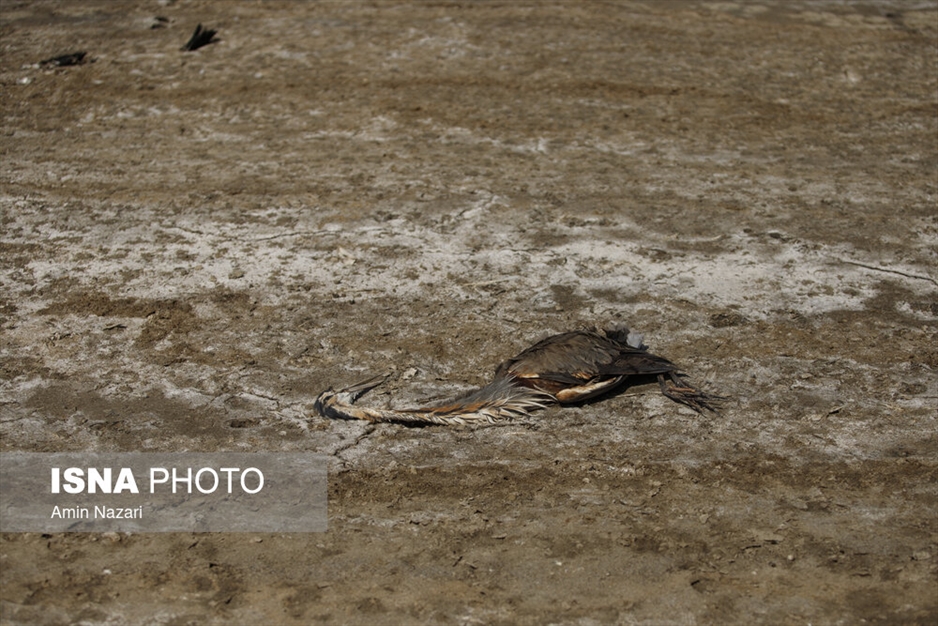 مرگ تدریجی هورالعظیم