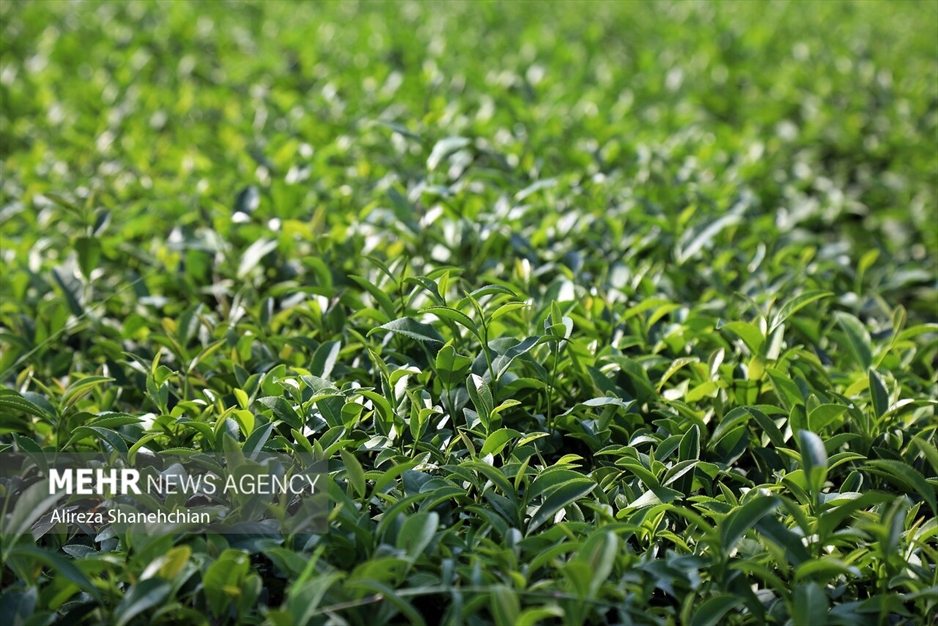 برداشت چین سوم برگ سبز چای از باغات گیلان