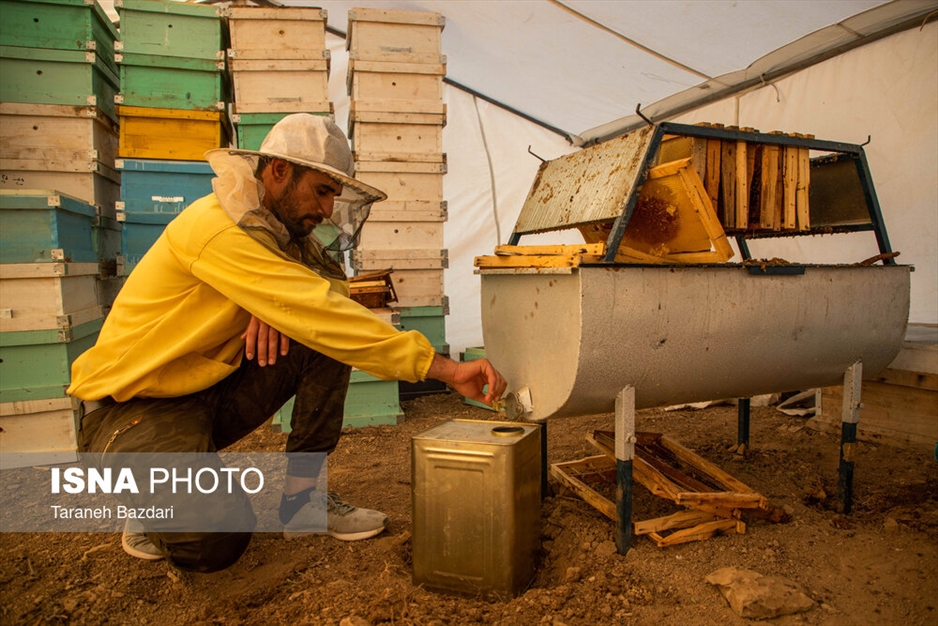 پرورش زنبور عسل