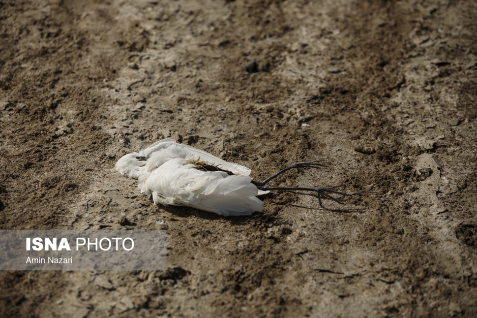 مرگ تدریجی هورالعظیم