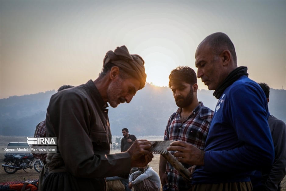 آتش سوزی جنگلهای بلوط زاگرس