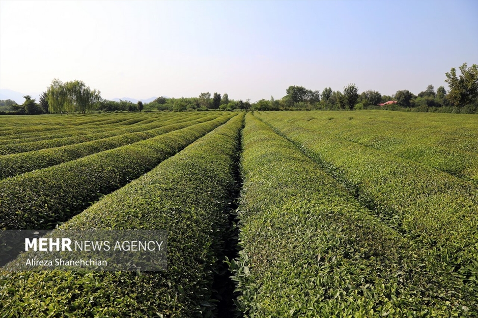 برداشت چین سوم برگ سبز چای از باغات گیلان