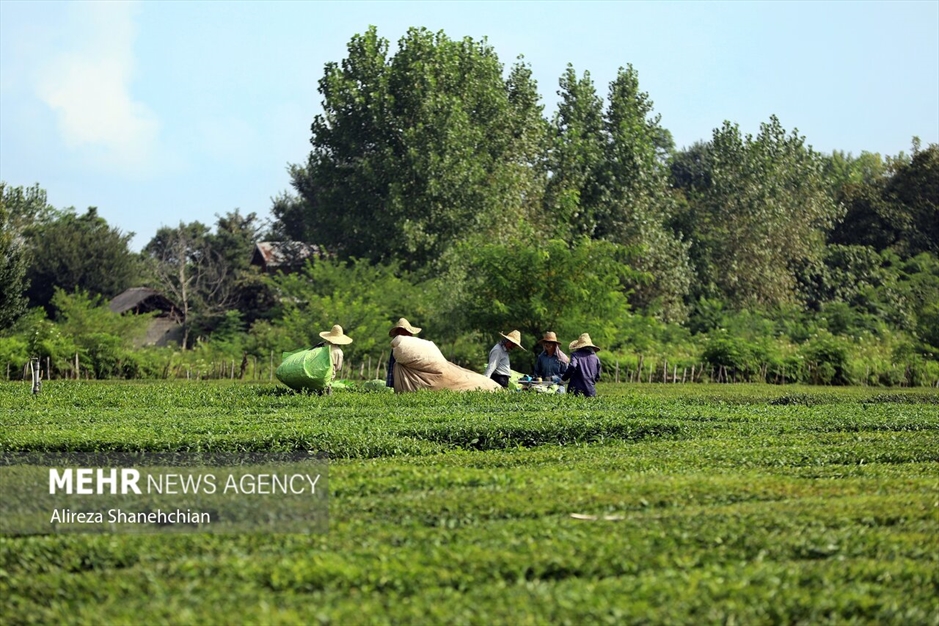 برداشت چین سوم برگ سبز چای از باغات گیلان