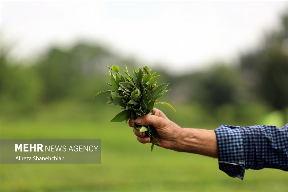 برداشت چین سوم برگ سبز چای از باغات گیلان