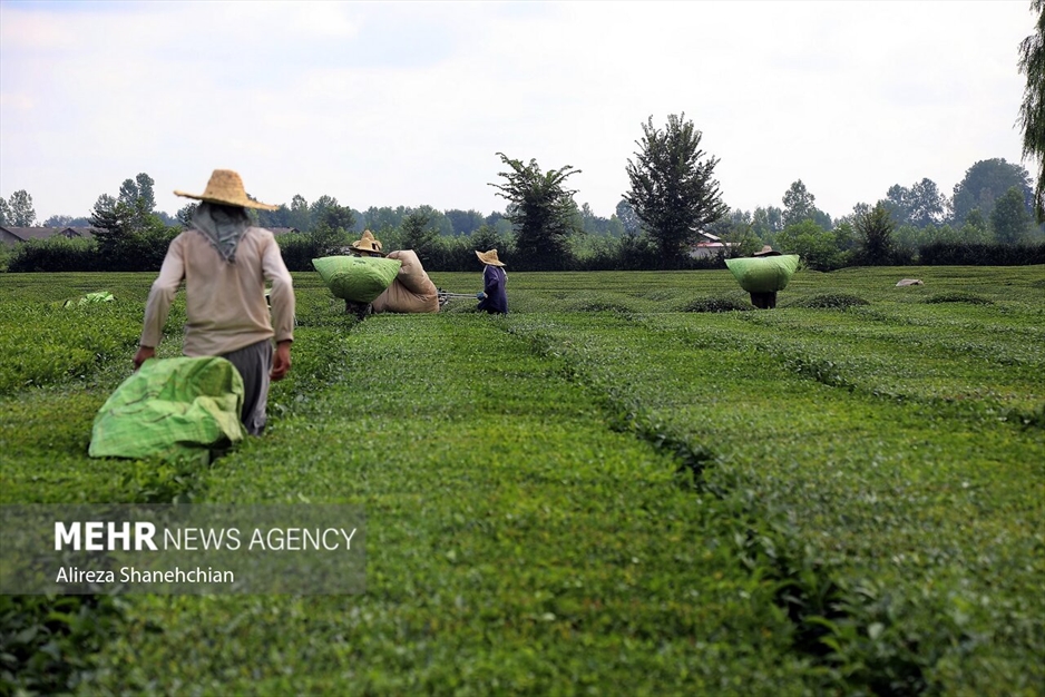 برداشت چین سوم برگ سبز چای از باغات گیلان
