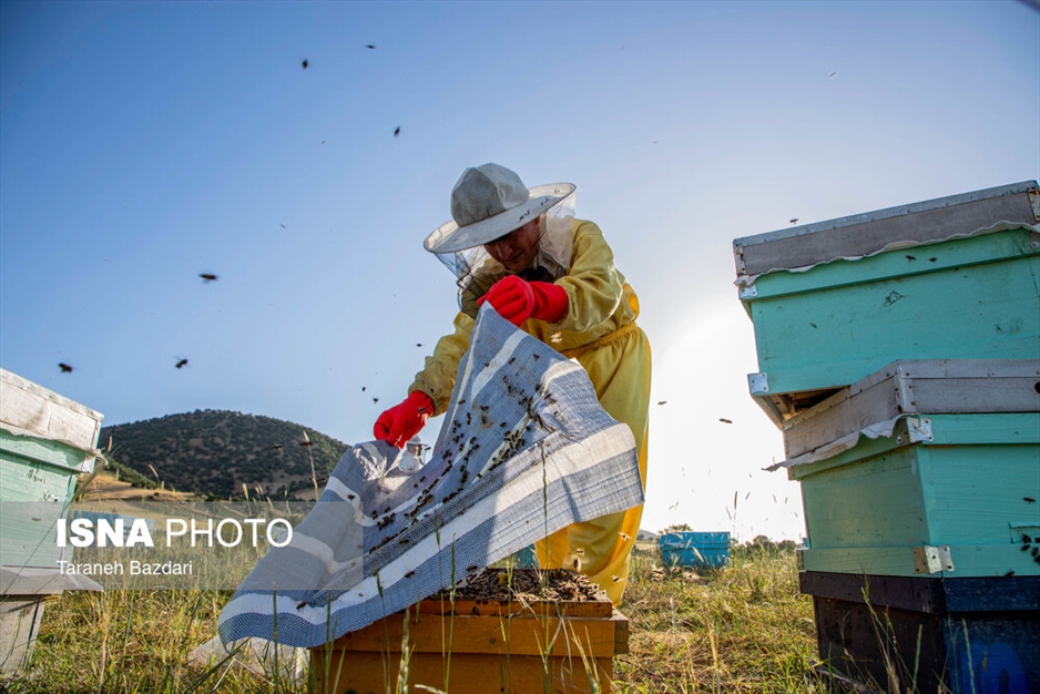 پرورش زنبور عسل