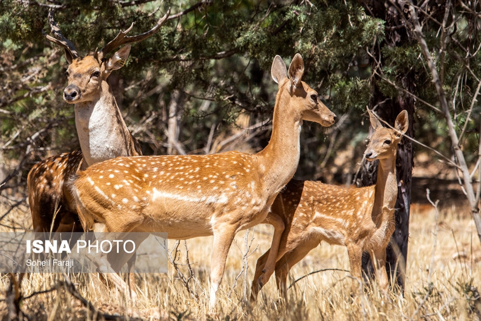 سایت تکثیر و پرورش گوزن زرد ایرانی در ارومیه