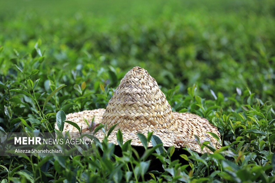 برداشت چین سوم برگ سبز چای از باغات گیلان