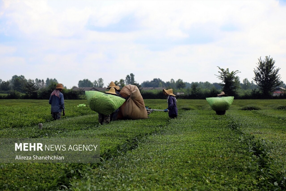 برداشت چین سوم برگ سبز چای از باغات گیلان
