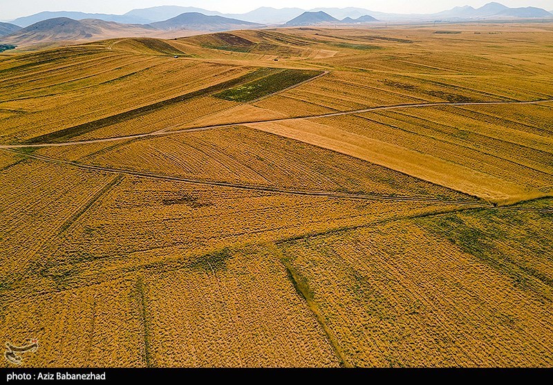 برداشت نخود در شهرستان دلفان - لرستان