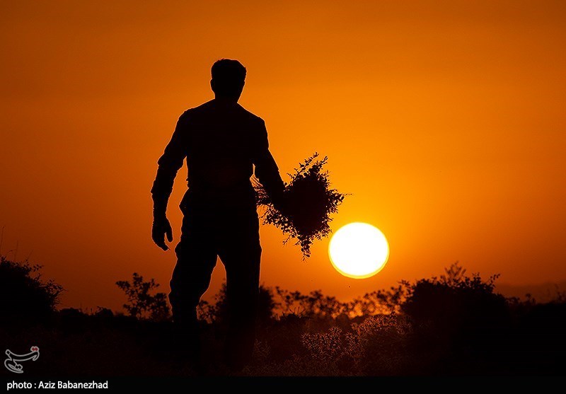 برداشت نخود در شهرستان دلفان - لرستان