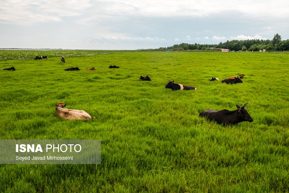 آبکنار، تالابی در حاشیه تالاب انزلی