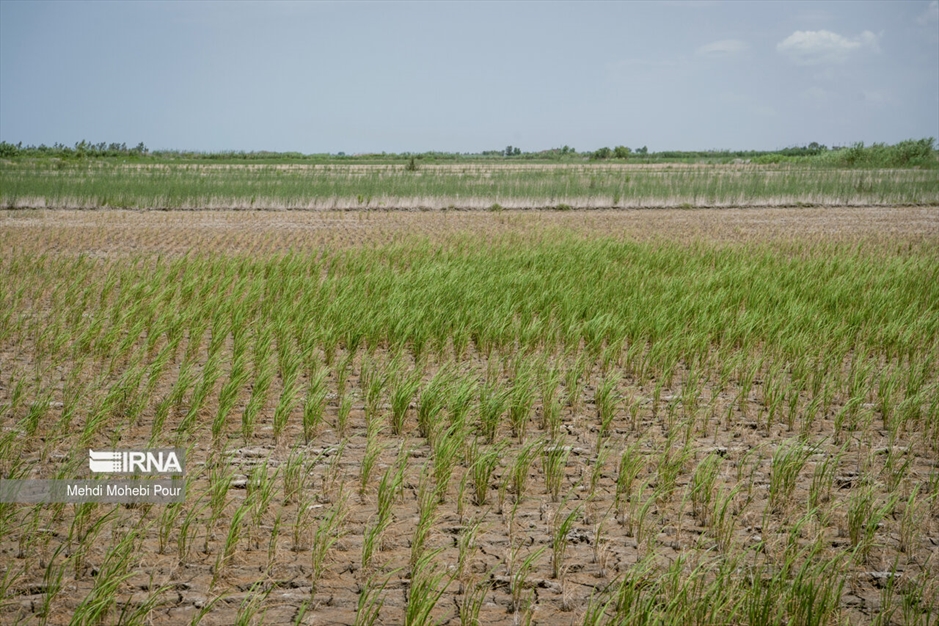آخر این قصه بیابان است...