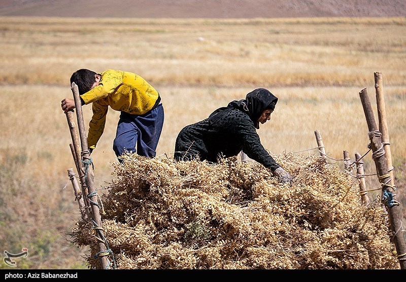 برداشت نخود در شهرستان دلفان - لرستان
