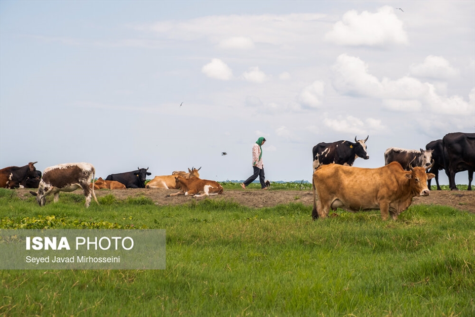 آبکنار، تالابی در حاشیه تالاب انزلی