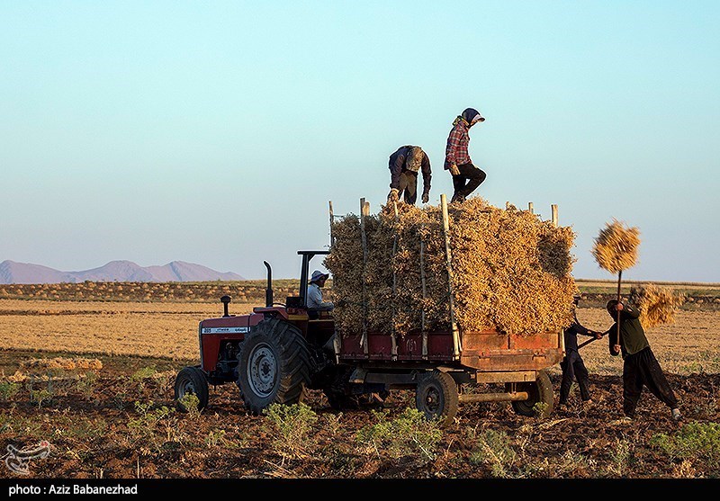 برداشت نخود در شهرستان دلفان - لرستان