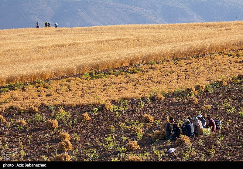 برداشت نخود در شهرستان دلفان - لرستان